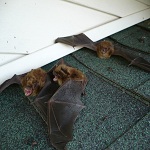 Ionia, MI Bats in attic is finally being removed.